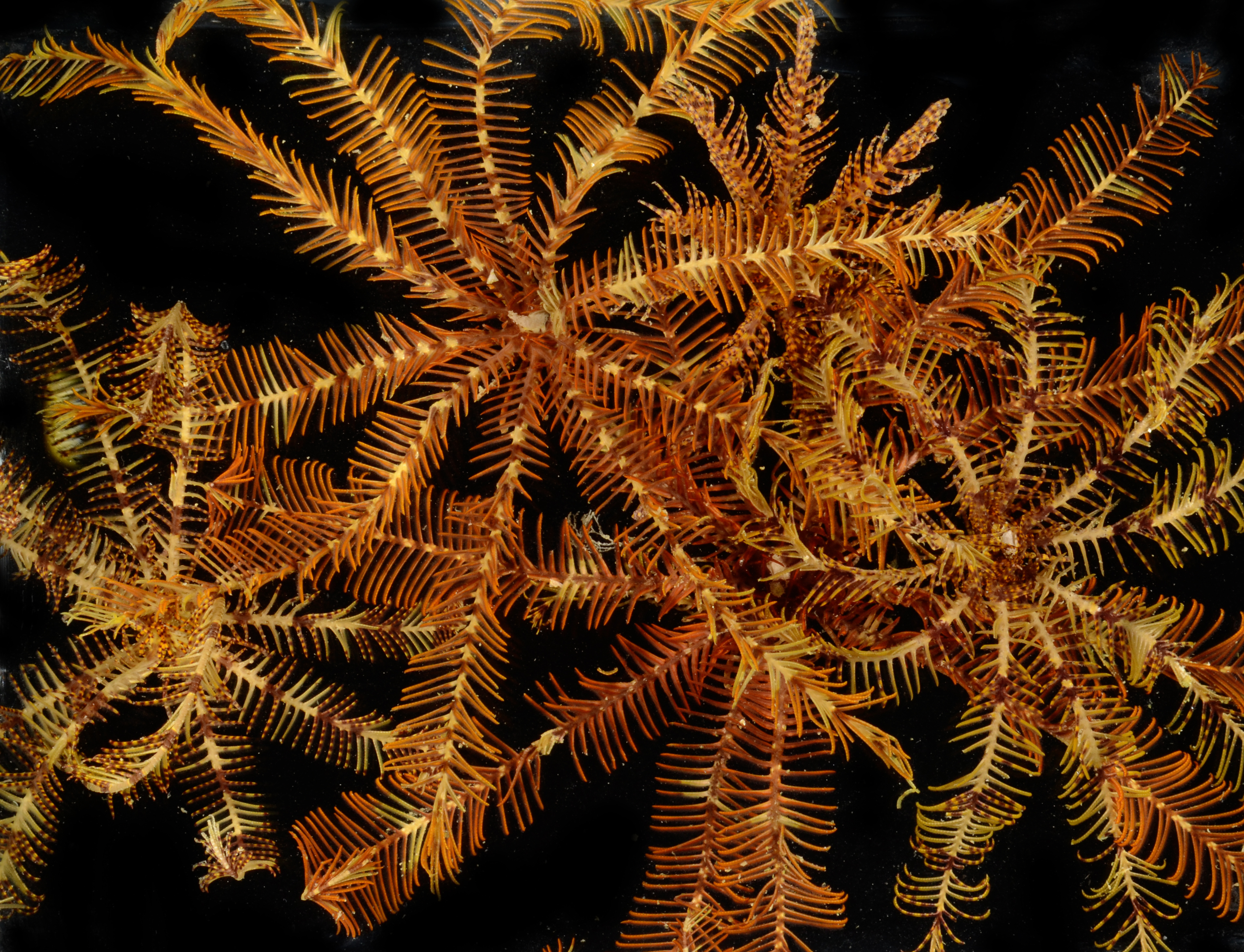 Tropiometra thumbnail