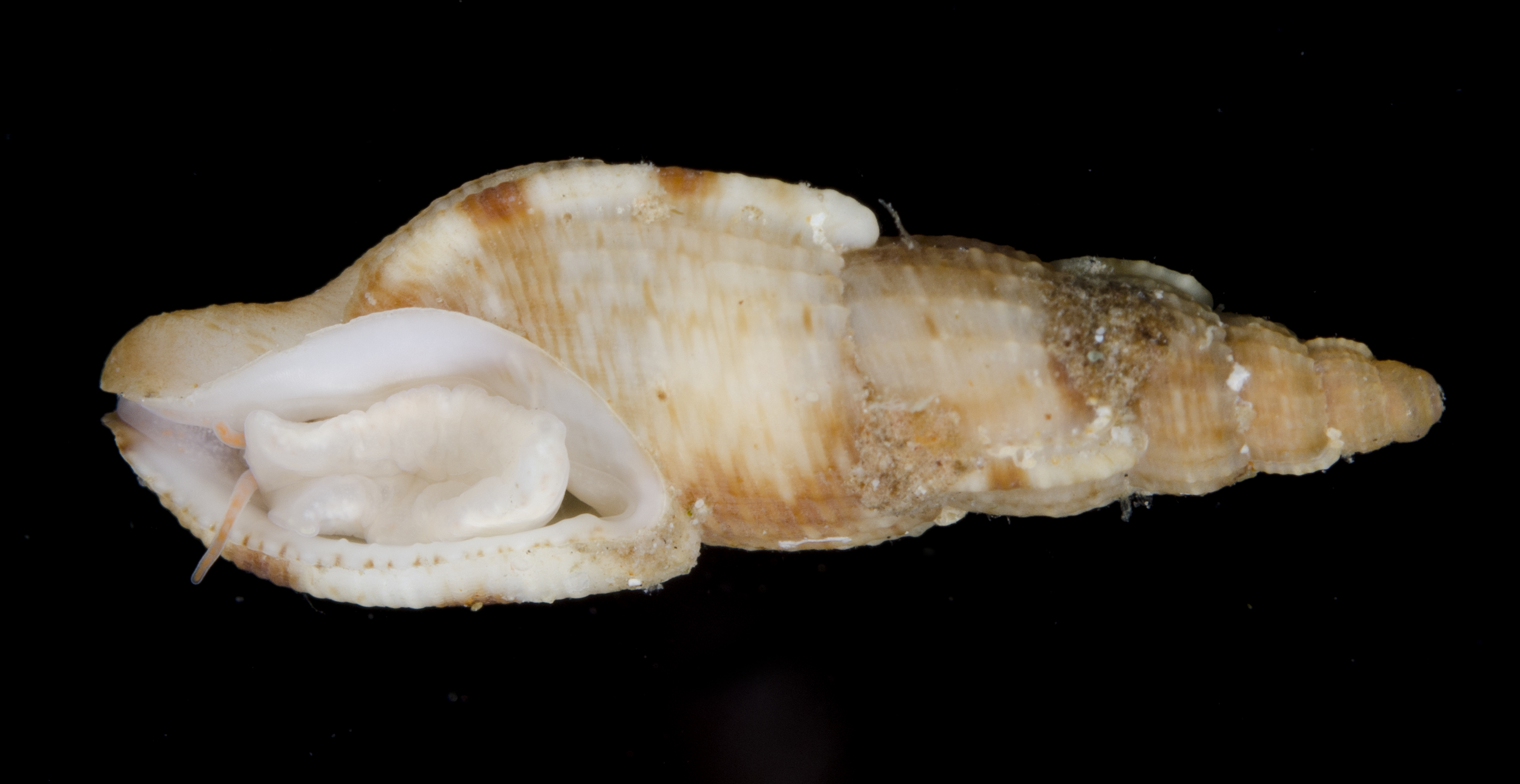 Tritonoharpa lanceolata image