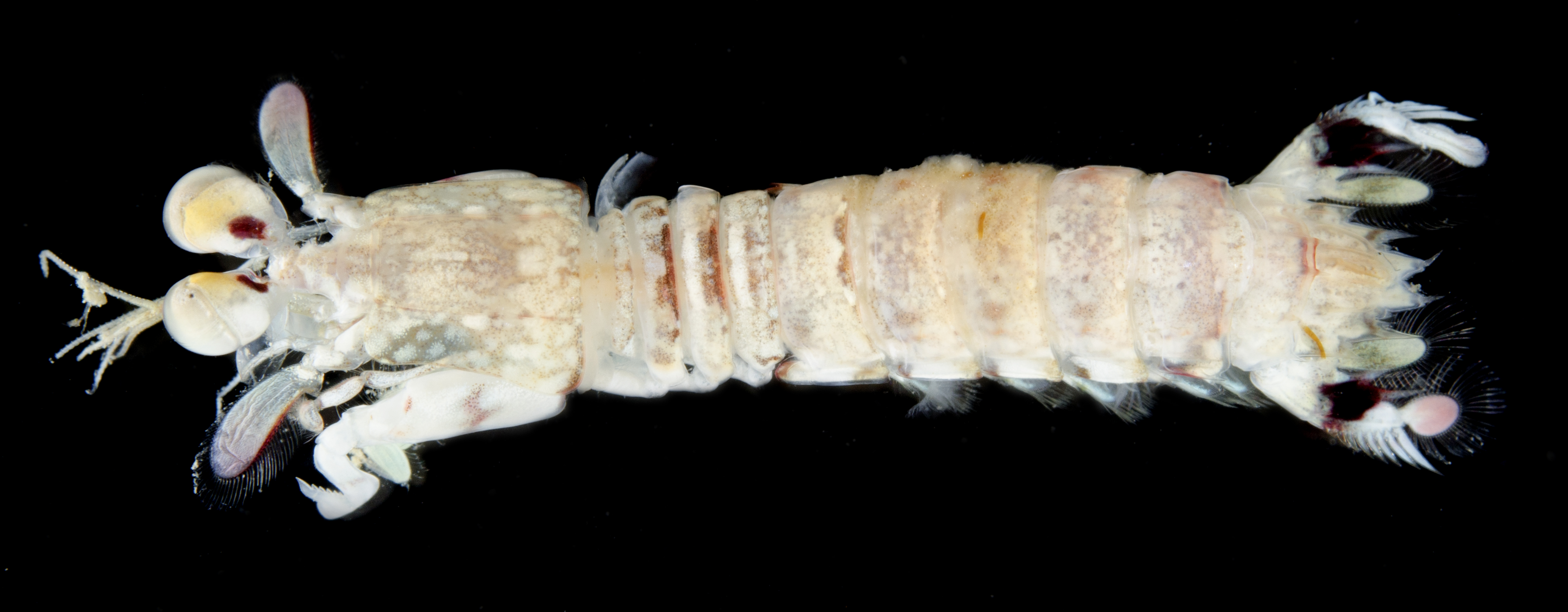 Odontodactylus brevirostris thumbnail
