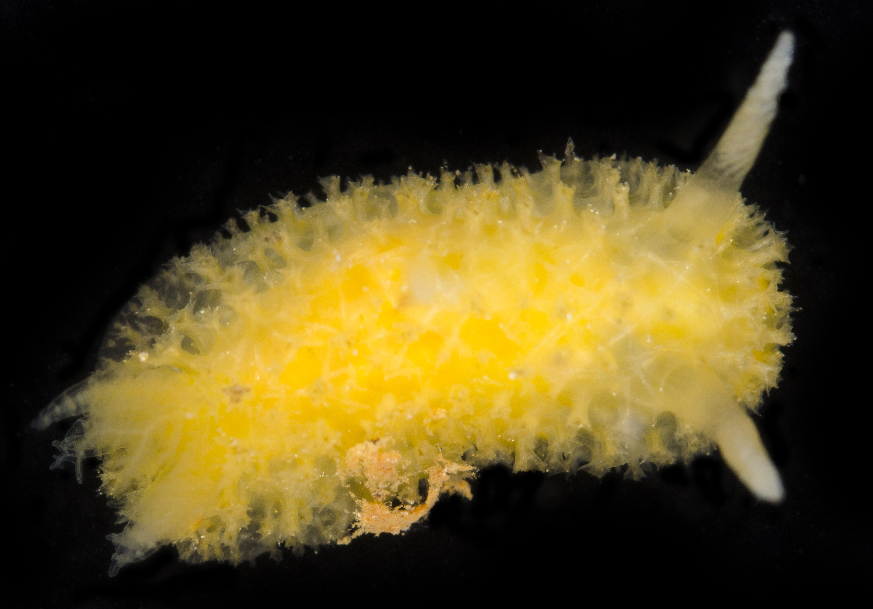Doriopsis granulosa image