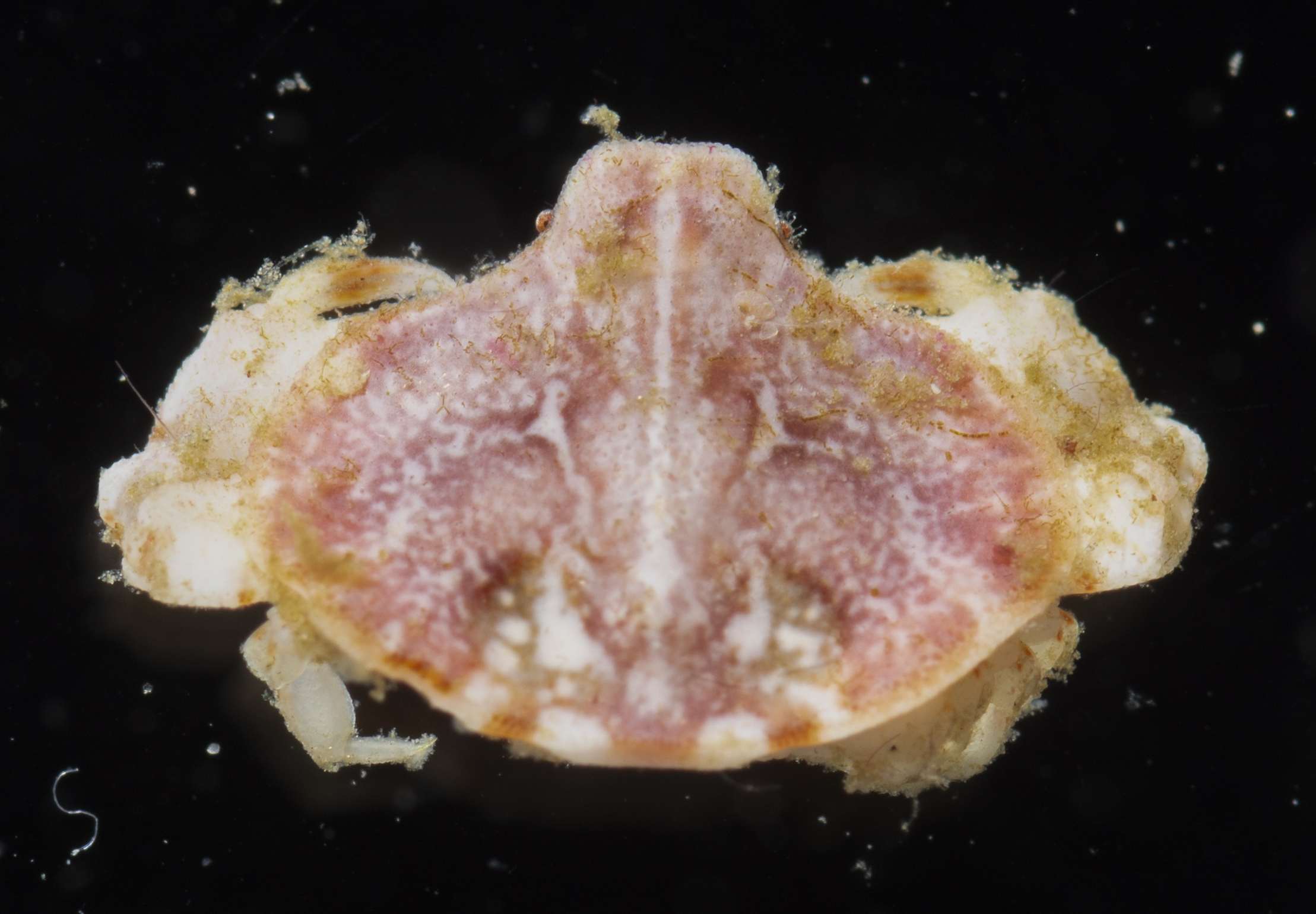Aethridae