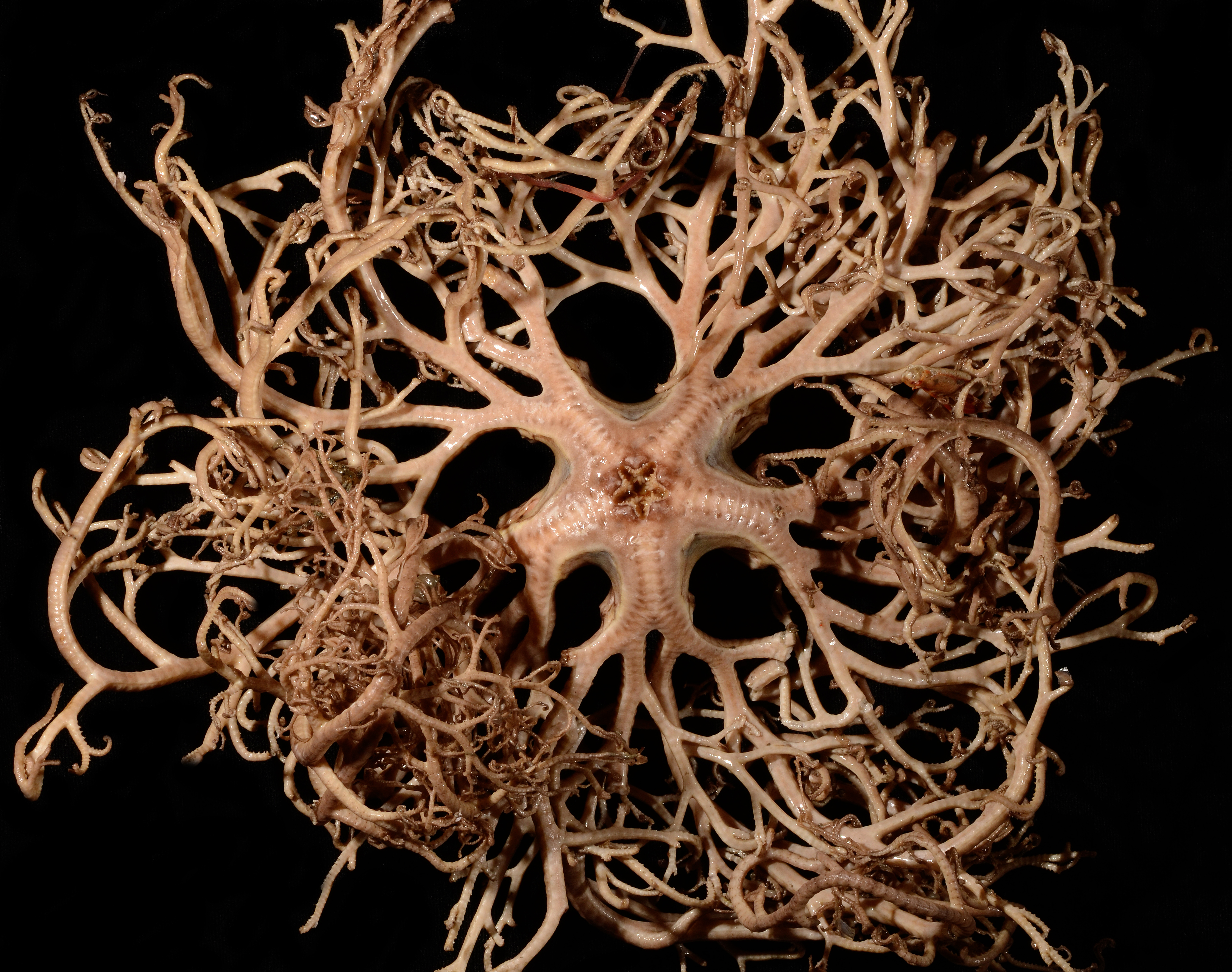 Astrophyton