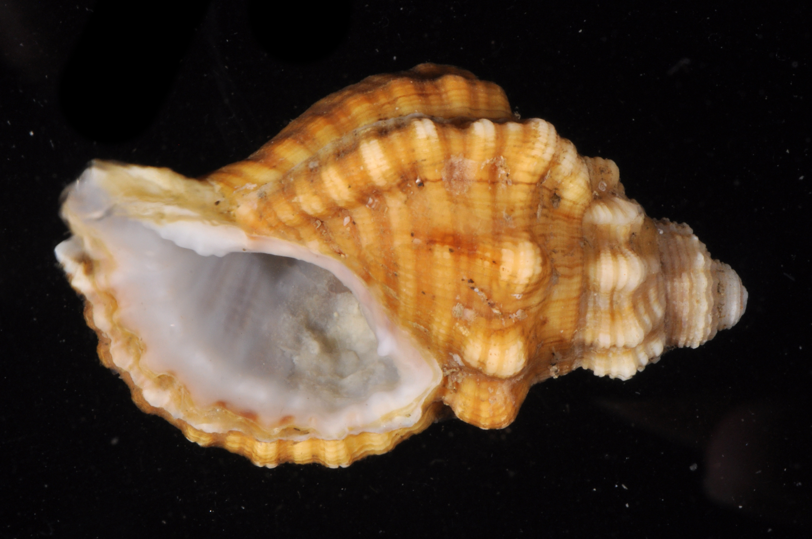 Cabestana spengleri thumbnail