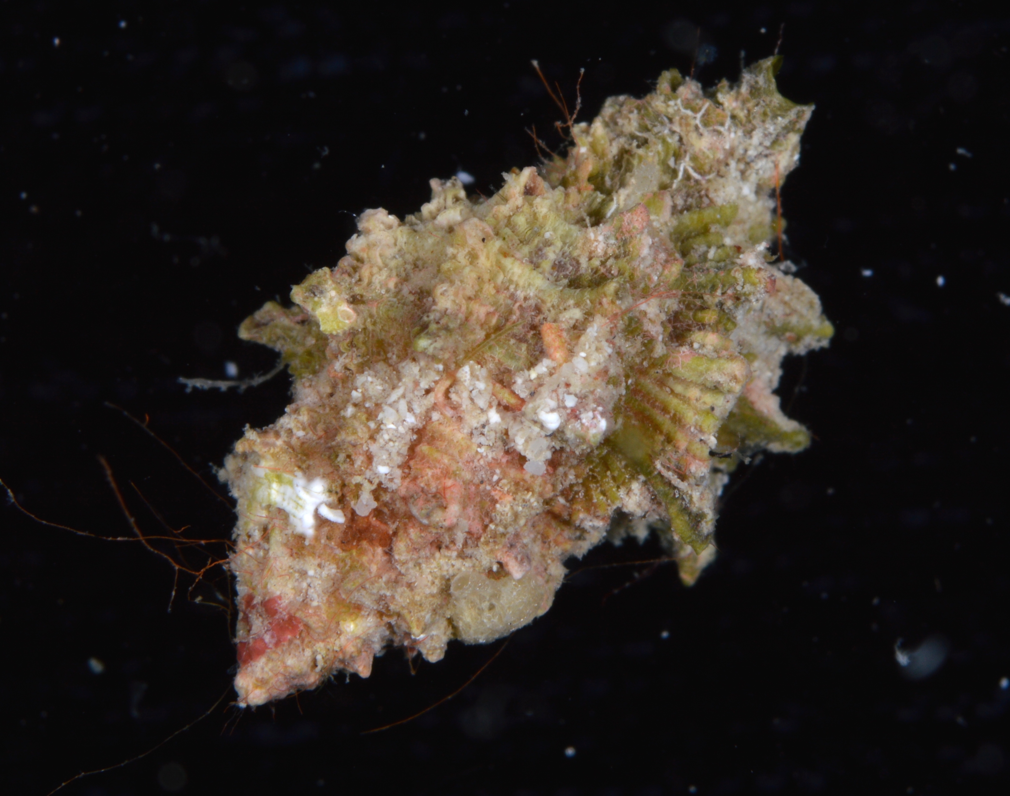 Morula spinosa