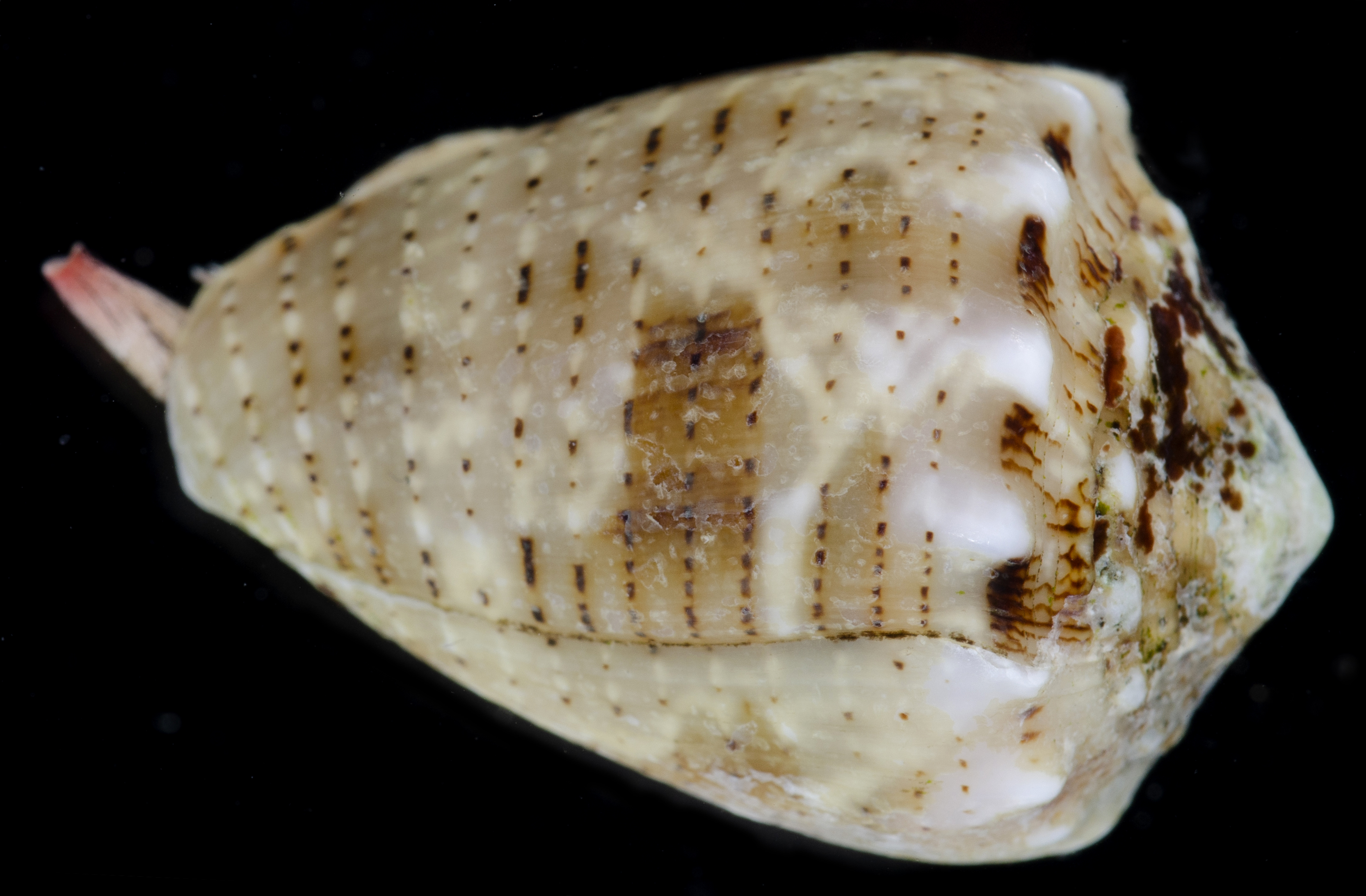 Conus coronatus image