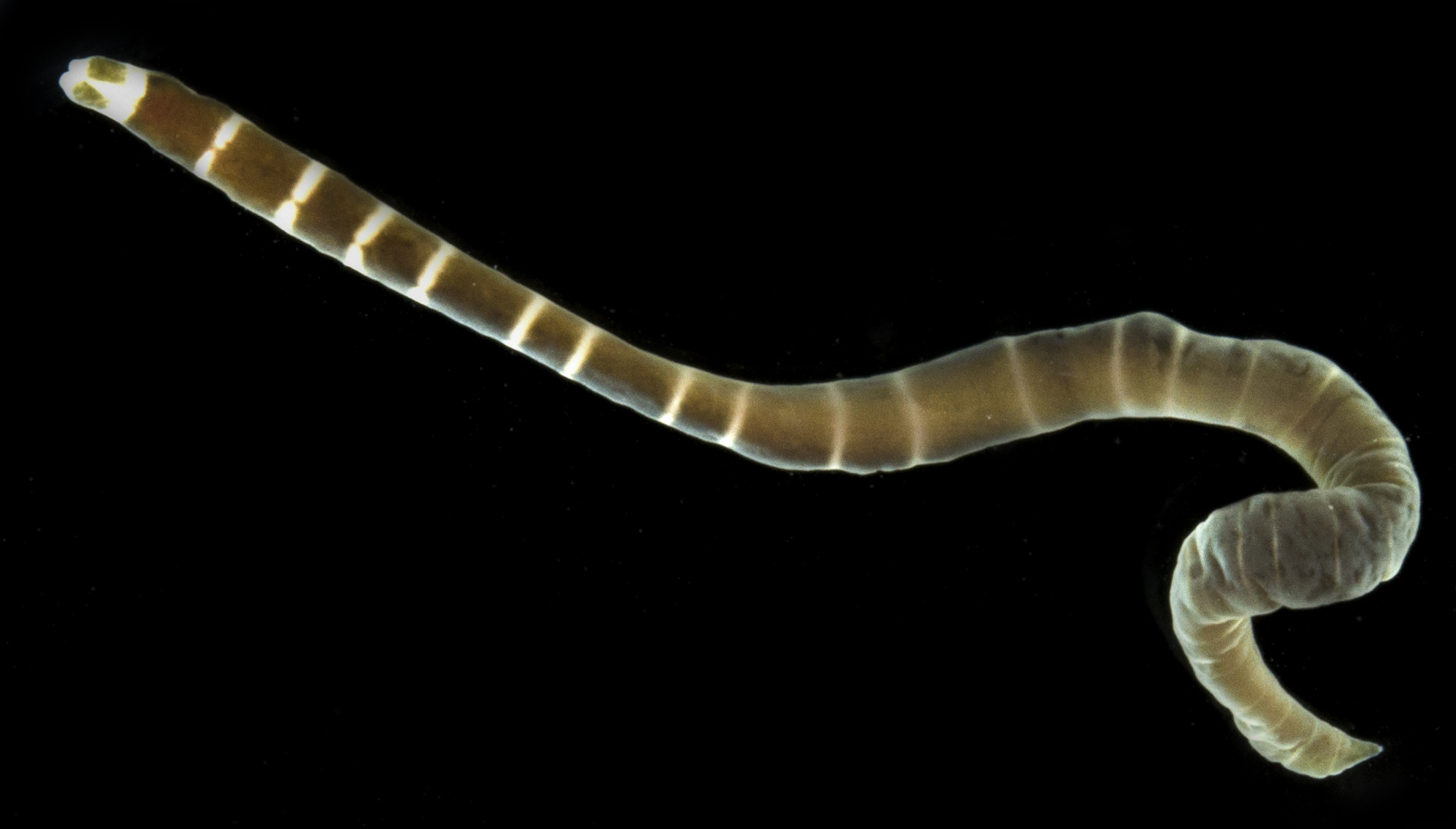 Notospermus geniculatus image