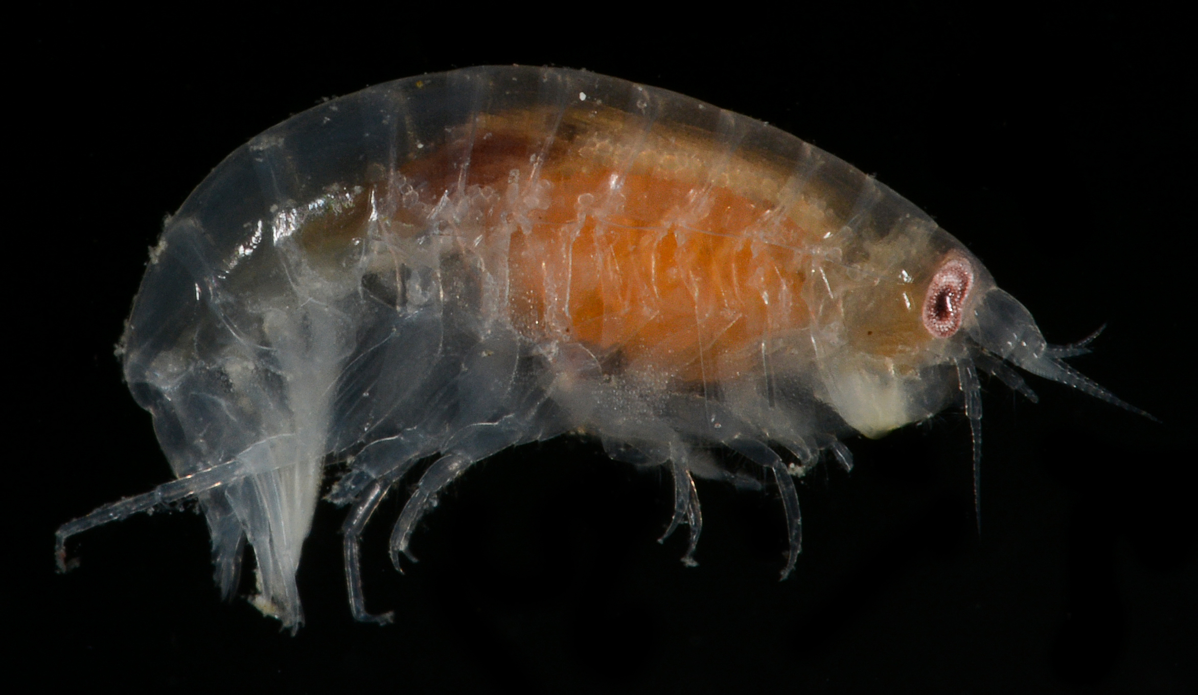 Orchomenella