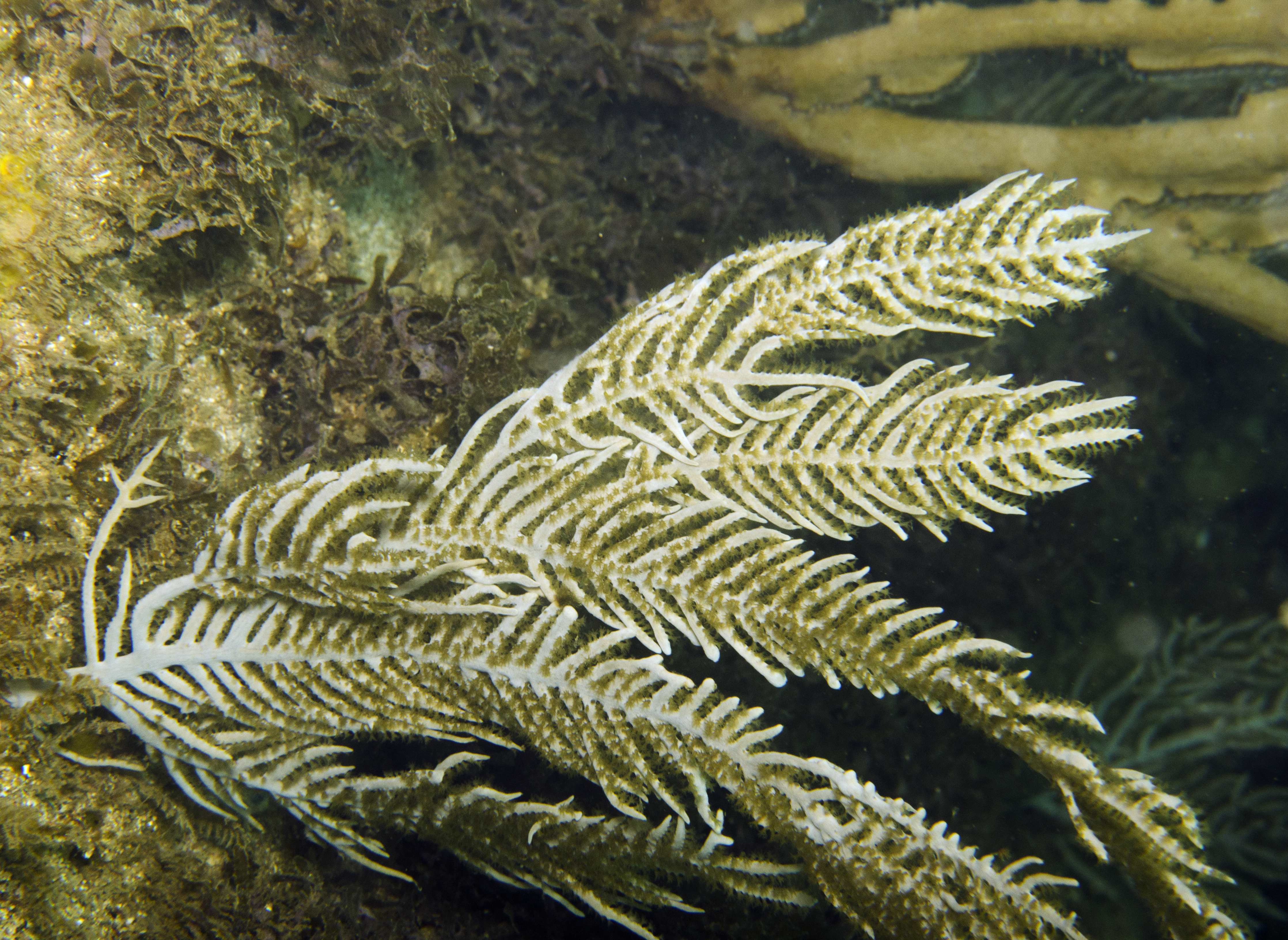 Pterogorgia