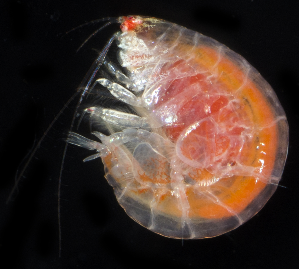 Ampelisca hancocki