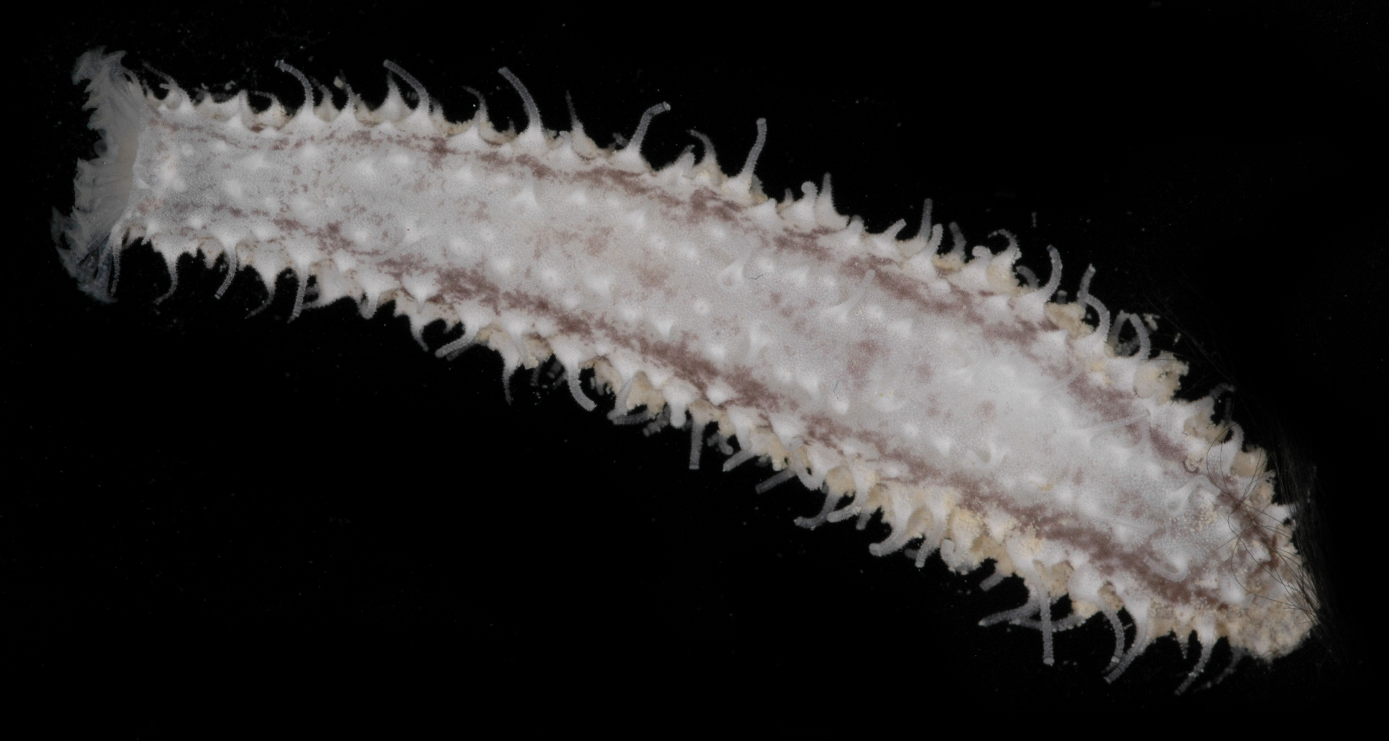 Holothuria albiventer image