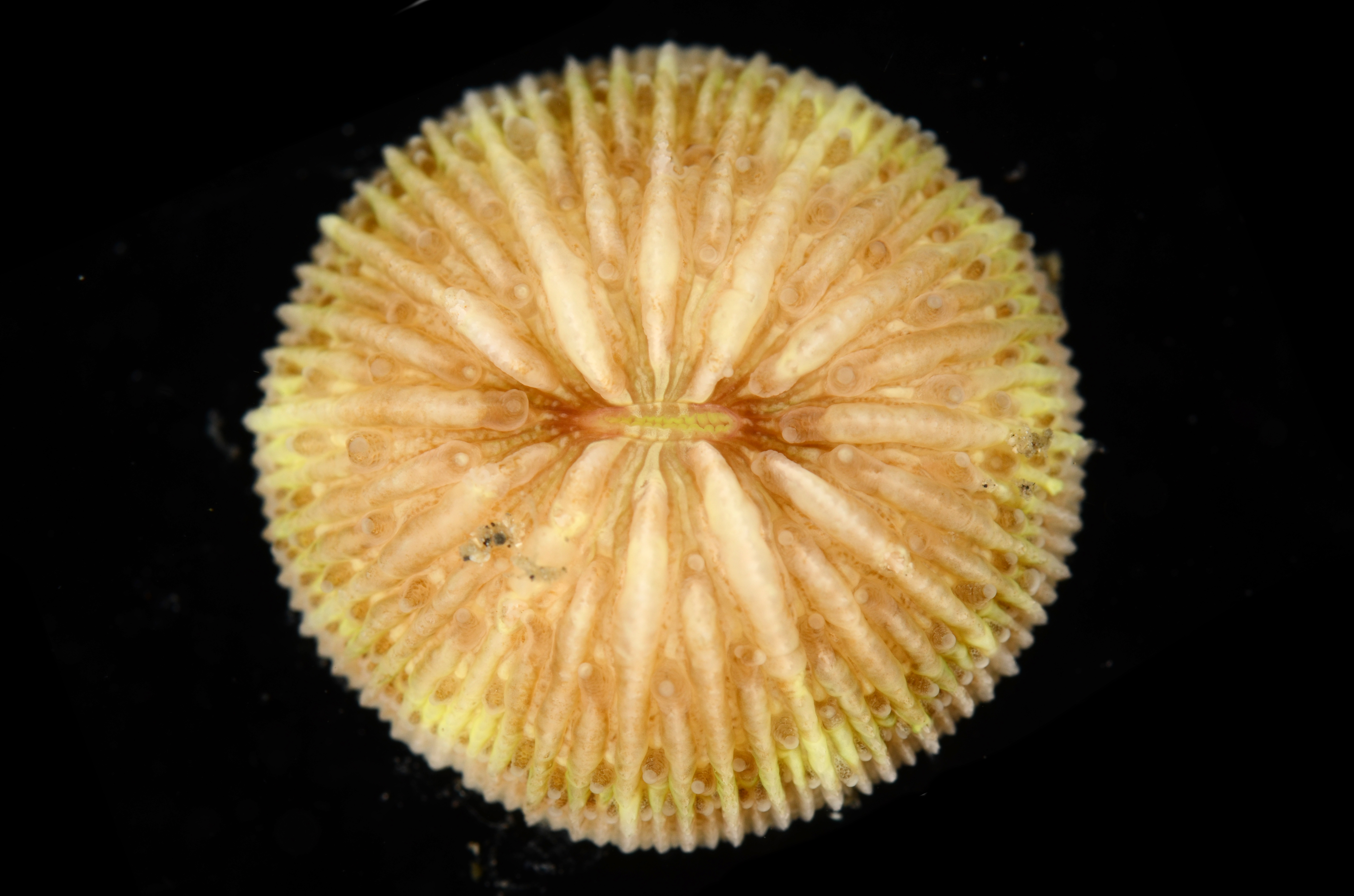 Cycloseris
