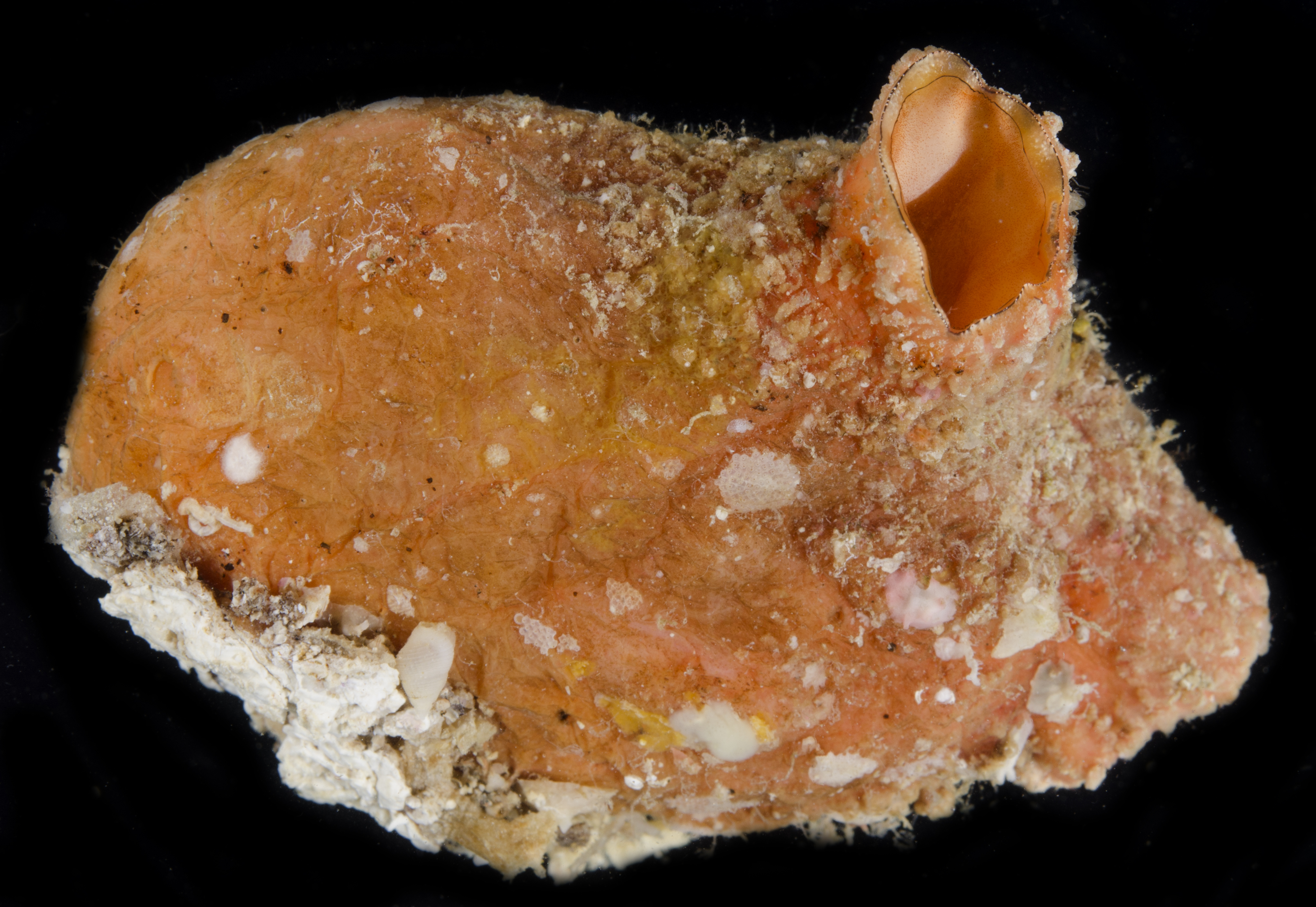 Polycarpa