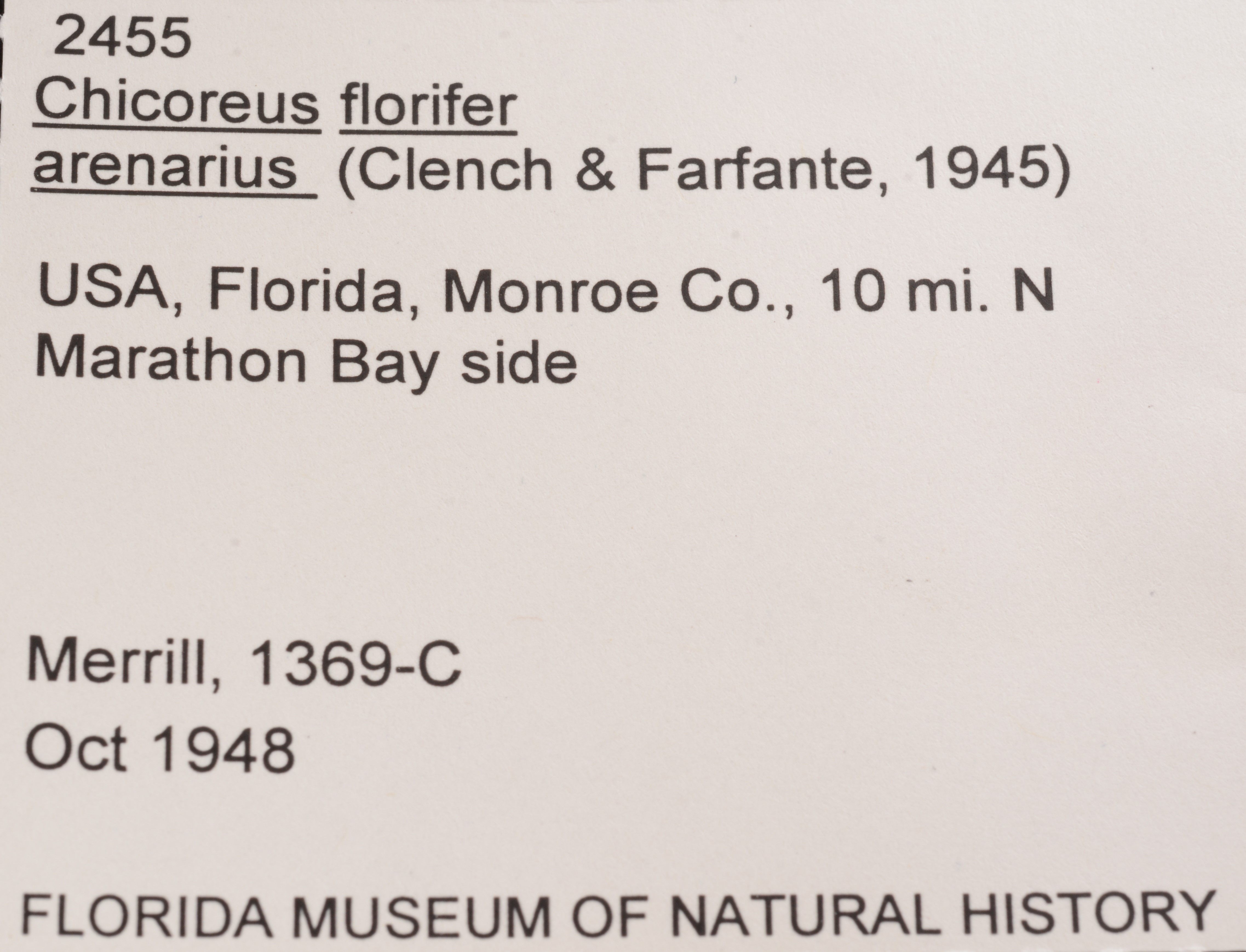 Chicoreus florifer
