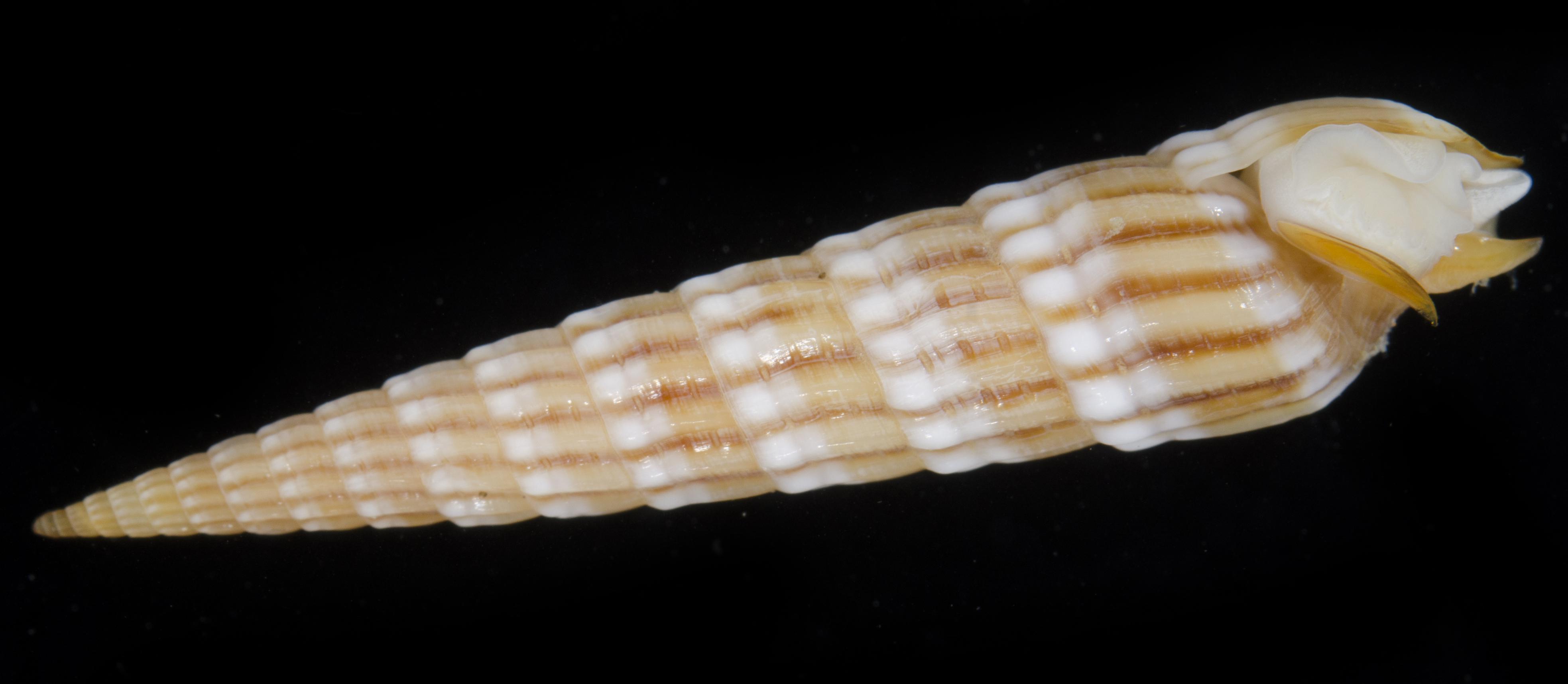 Terebra lanceata