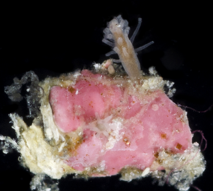 Corynidae
