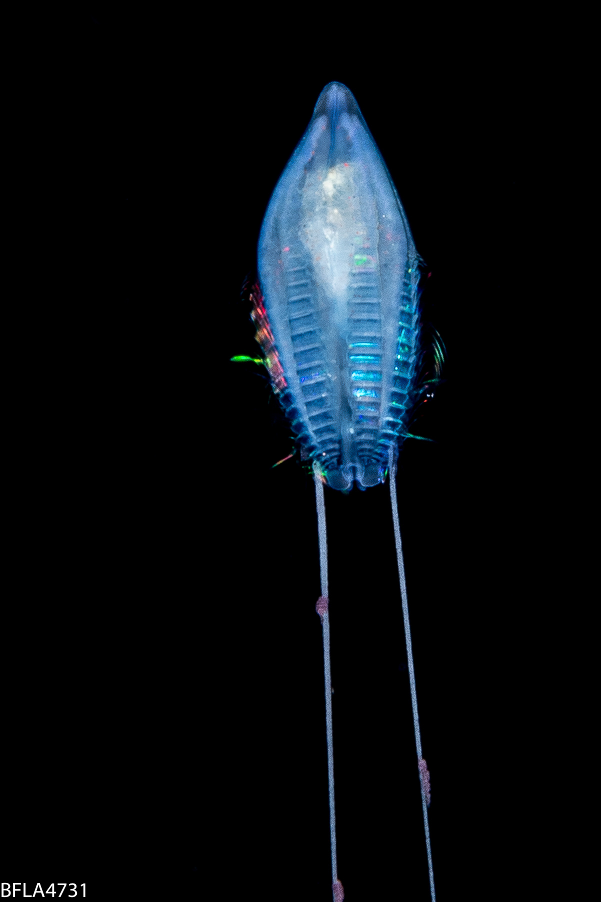 Tinerfe cyanea