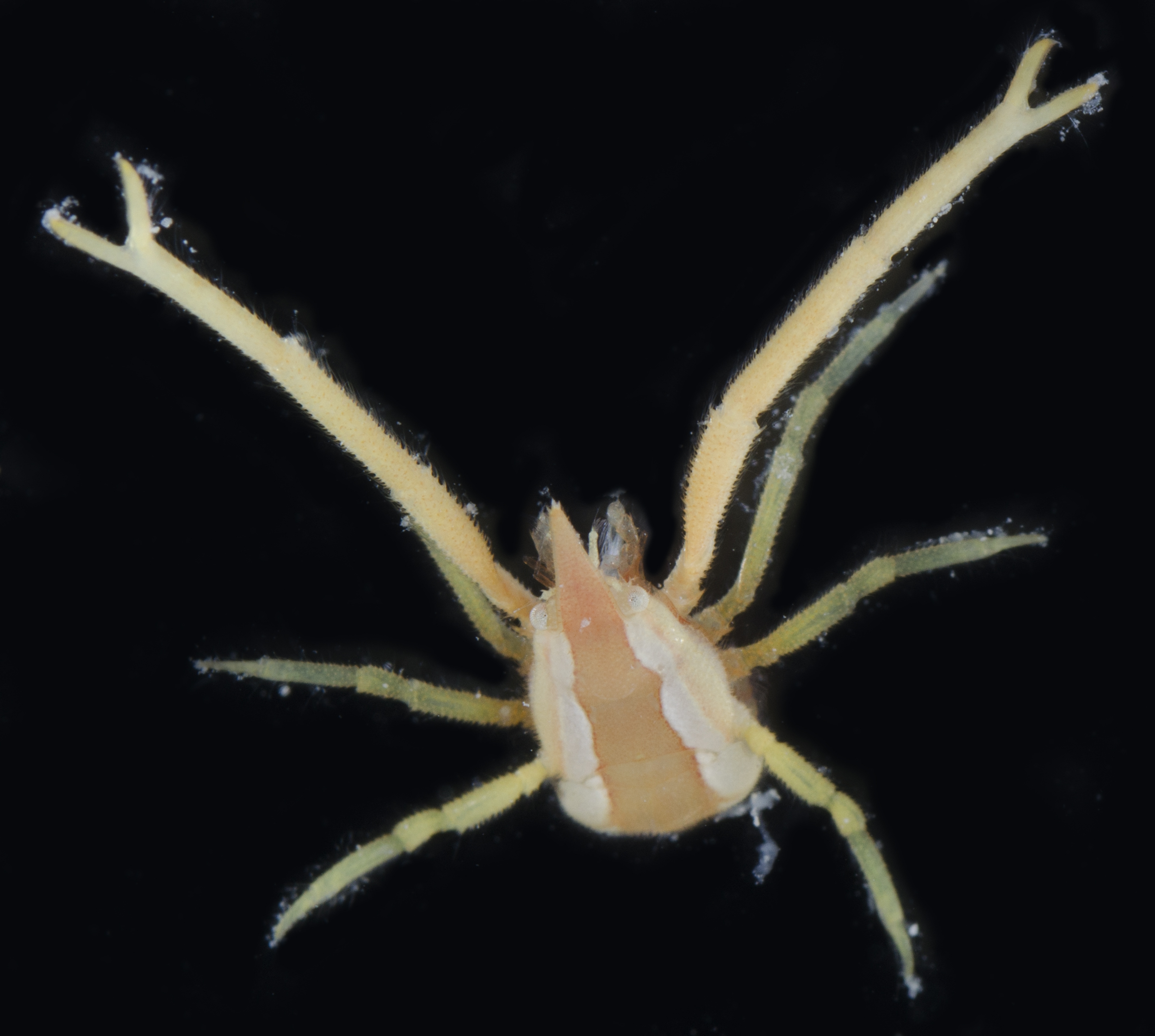 Chirostylidae image