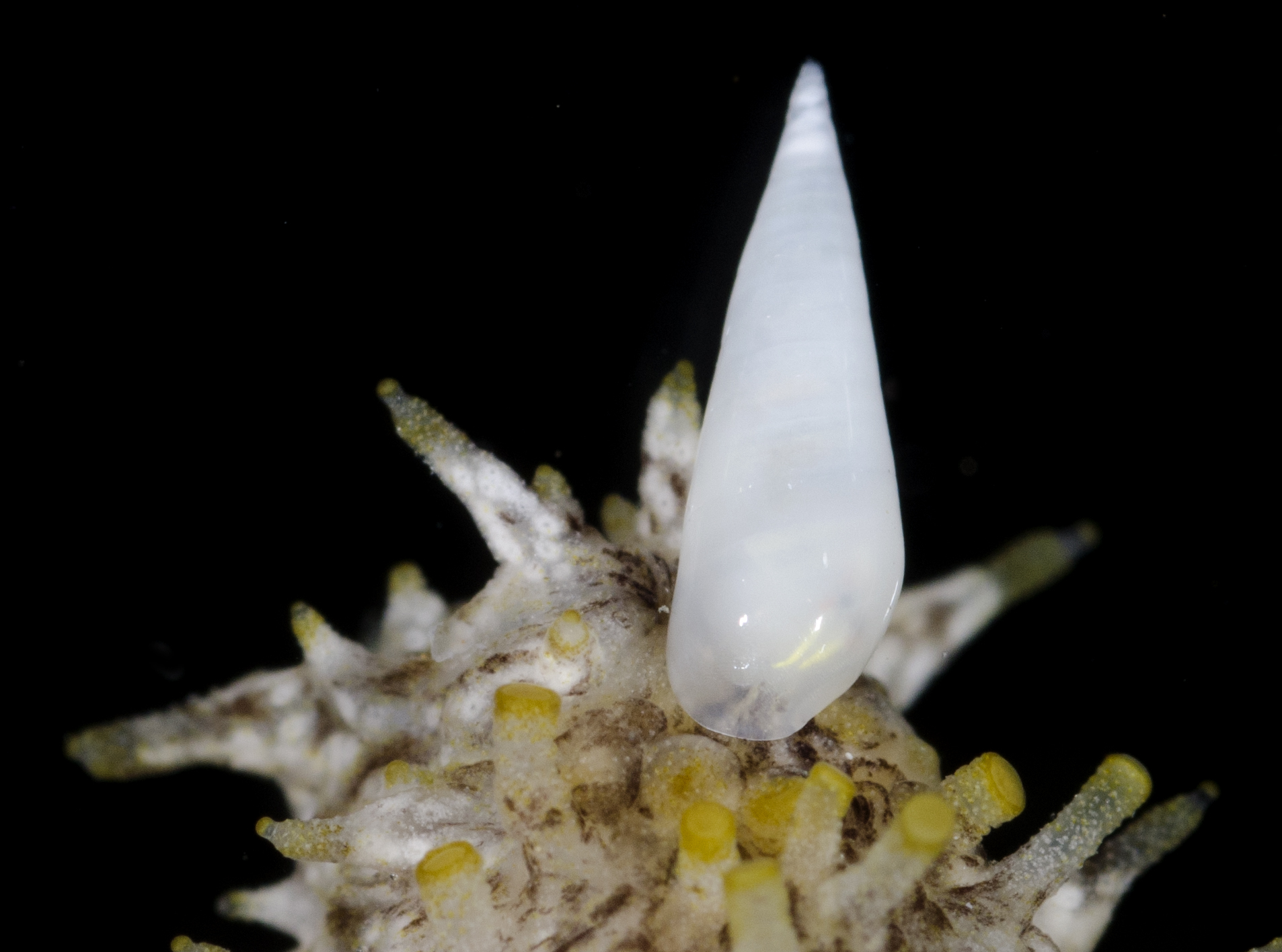 Melanella conoidea image