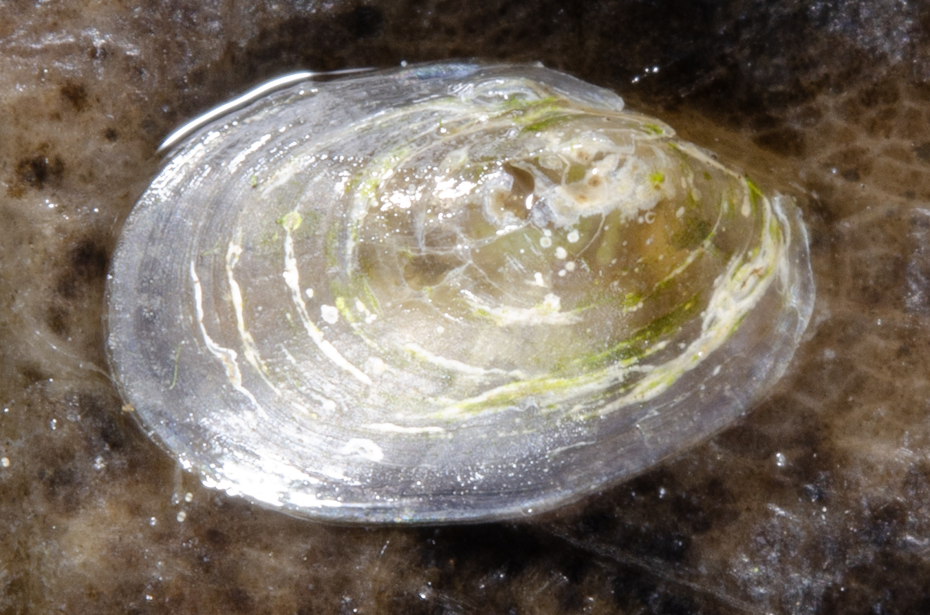 Ancylidae
